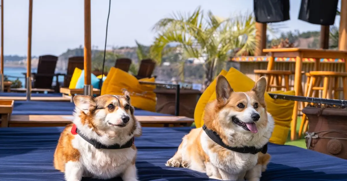 Los Mejores Hoteles Pet-Friendly para Viajar con tu Mascota